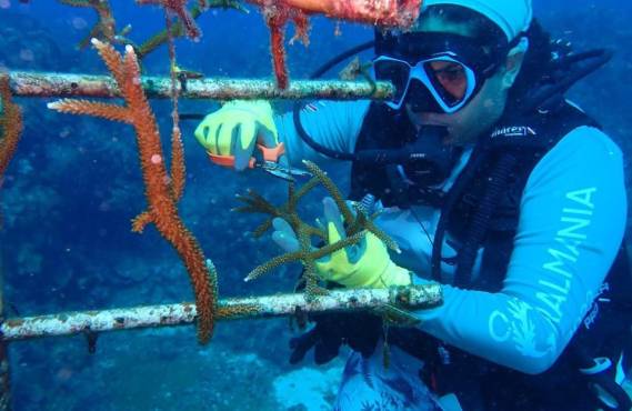 Coralmania: Más de 6.200 m2 de coral serán restaurados en el trasplante masivo