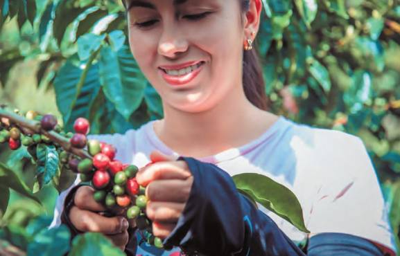 El café está en su mayoría en manos de pequeños productores. Foto iSTOCK