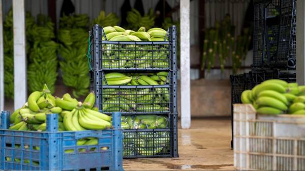 Unas 50 empresas exportadoras de banano implicadas en tráfico de drogas desde Ecuador