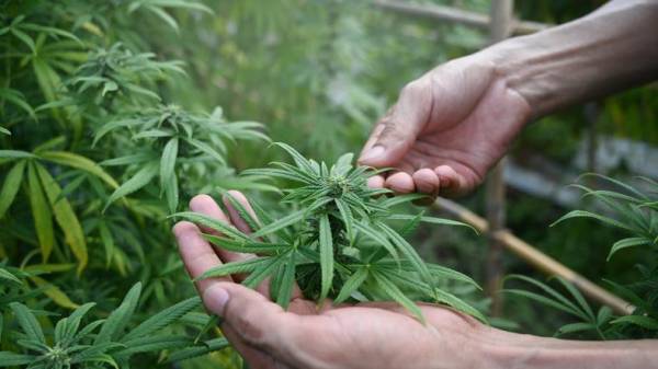 ¿Qué detiene el éxito de la industria de la marihuana en Latinoamérica?