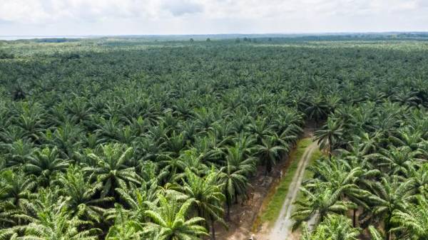 Guatemala: Sube la demanda internacional del aceite de palma