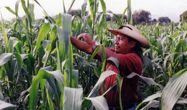 El Salvador: Baja cosecha de granos afectará a consumidores en 2023