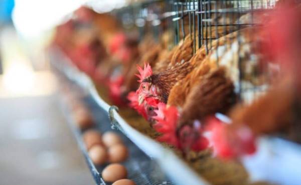 Honduras se consolida como gran productor de huevos de Centroamérica