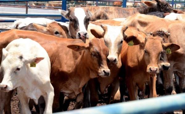 Panamá: Gobierno impulsa mejoramiento genético de ganado