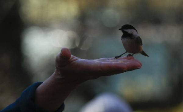 Un observador de aves sostiene un pajarito copetudo durante una oferta turística de Robert DeCandido, también conocido como 'Birding Bob' en Central Park, Nueva York, el 29 de noviembre de 2020. - Los guía por senderos sinuosos. (Foto de Kena Betancur / AFP)