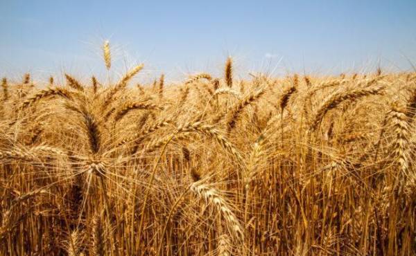 India suspende sus exportaciones de trigo y los precios se disparan