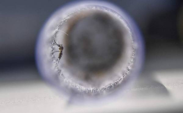 Las autoridades investigan otras 38 muertes que podrían haber sido causadas por el dengue, enfermedad transmitida por el mosquito Aedes Aegypti.