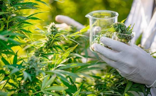 Costa Rica: CADEXCO celebra aprobación de la ‘Ley de producción de cannabis y cáñamo para fines medicinales’