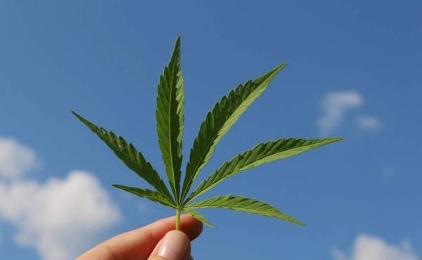OMS pide quitar el Cannabis en la lista de drogas peligrosas  