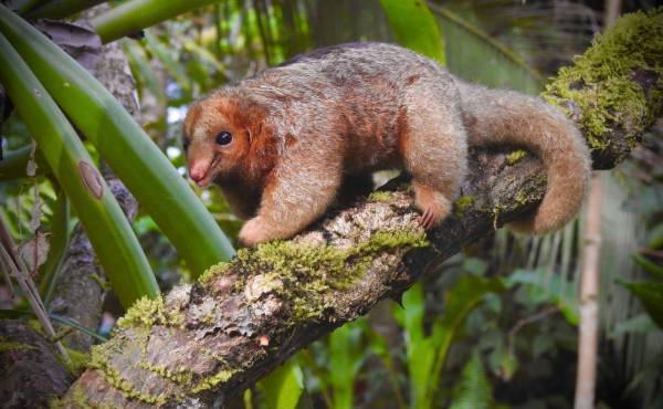 El oso hormiguero más pequeño del mundo visita bosque en Costa Rica