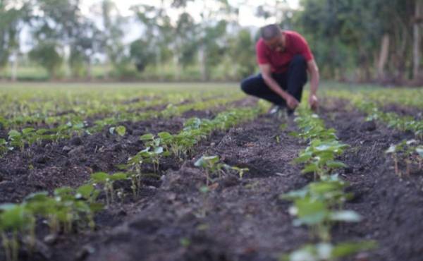 Marvin Pinell, pequeño productor de El Porvenir, siembra tabaco y frijoles en tierras antes minadas (Fotos: Matilde Córdoba).