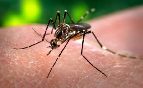 El virus se transmite de manera similar a la fiebre del dengue y causa una enfermedad con una fase febril aguda que dura de 2 a 5 días, seguido de un período de dolores en las articulaciones de las extremidades. (Foto: wikimedia.org).