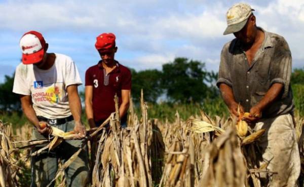 Al cierre de la cosecha 2015-2016, la producción de maíz tuvo una caída drástica de ocho millones de quintales, al pasar de producir diez millones a dos millones.