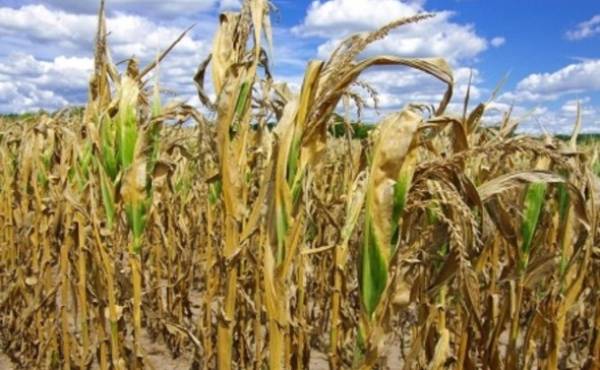 La sequía destruyó partes de cultivos frijoles y maíz, los alimentos básicos de la región, y presionó el sustento de los agricultores y los precios de los alimentos. (Foto: 123RF).