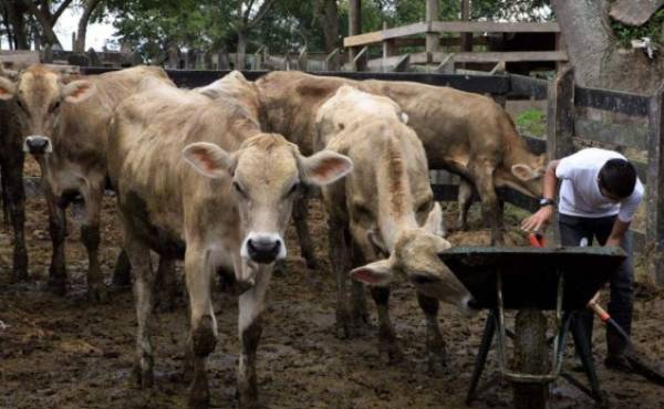 El desabastecimiento de carne de res en el mercado hondureño seguirá los próximos dos años, auguran productores del sector. (Foto: laprensa.hn).