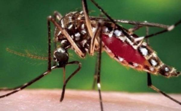 Virus chikunguña avanza en América: 10.845 casos