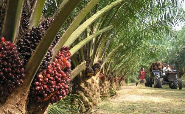 Cómo Guatemala puede ser una potencia en producción de aceite de palma