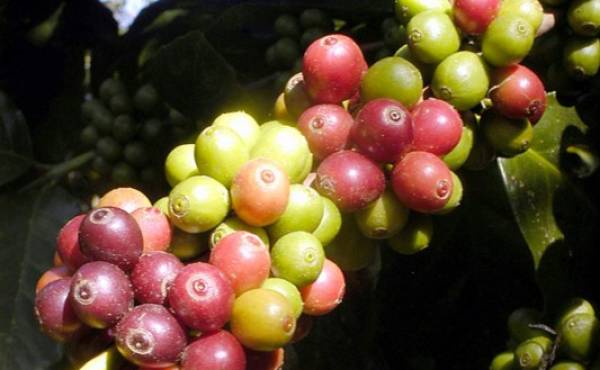 El Salvador exporta el 79% del café que produce