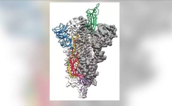 Científicos crean mapa 3D del coronavirus, clave para una vacuna
