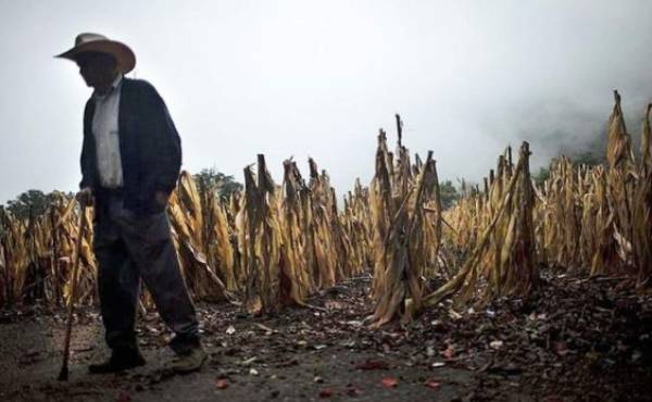 FAO acuerda hoja de ruta para erradicar hambre y pobreza en Centroamérica