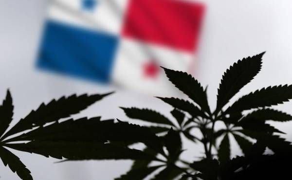 Panamá podrá importar medicamentos a base de cannabis