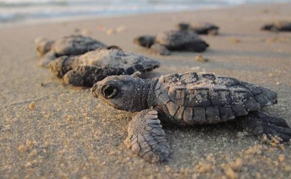 30 mil tortugas serán liberadas este año en playa de Costa Rica