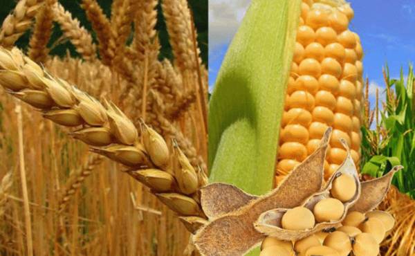 Producción de trigo en Ucrania podría caer un 40% y el maíz un 30% para temporada 2022-23