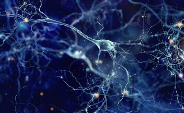 Científicos implantan neuronas humanas en cerebros de ratas para estudiar enfermedades psiquiátricas