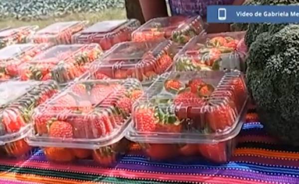 Cultivo de fresas, una oportunidad de superación para mujeres guatemaltecas