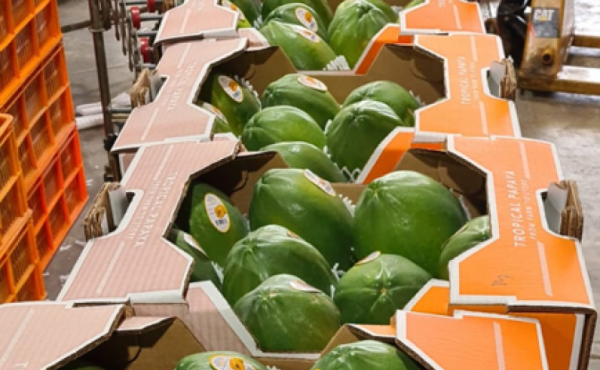 SIECA informó que Panafruit se dedica a la producción y exportación de papaya. Se encargan de todo el proceso, desde la plantación y el empaquetado hasta la exportación.